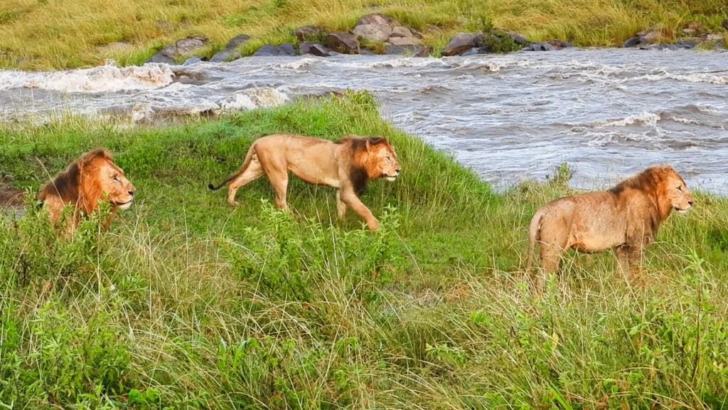 Male Lions Washed Away By A Raging River